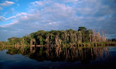 Тропические леса Гватемалы под угрозой