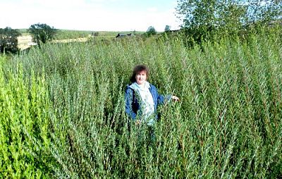 Ивовые плантации – перспективное направление  в развитии биоэнергетики в Республике Беларусь