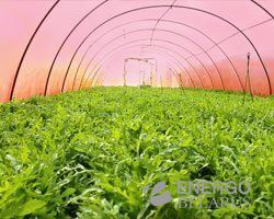 Поликарбонат 2,1x12 м 4,0 мм прозрачный «GREENHOUSE-NANO»