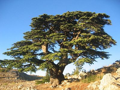Спасти кедровые леса Ливана может экотуризм