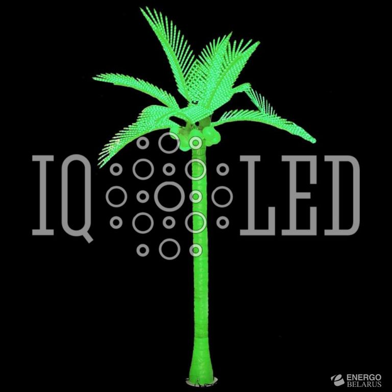 Пальма кокосовая тройная, зеленая