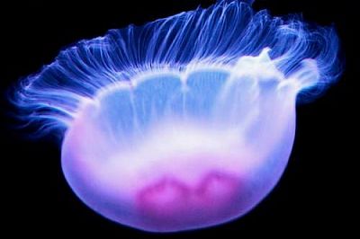 Ученые научились получать электричество из медуз